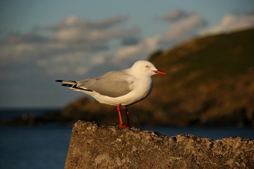 seagull