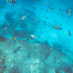Obraz na płótnie Canvas Underwater landscape with tropical coral fishes. School of dascillus fish