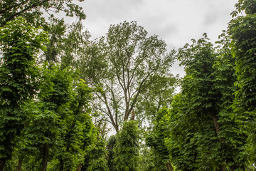 Obraz premium green top of trees in outside park