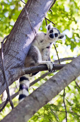 Ring-tailed lemur. Madagascar