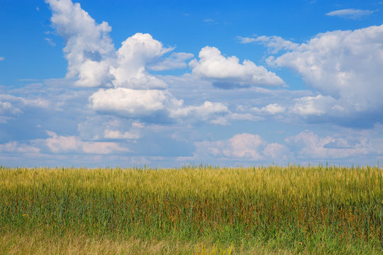 Wheat field under blue sky with clouds. Rural landscape. Plant growing.