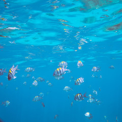 Underwater landscape with tropical coral fishes. School of dascillus fish