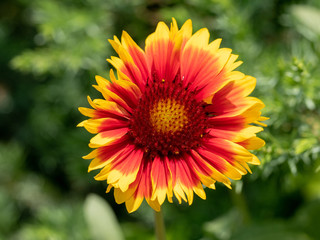 Close-up detail of a red and yellow firewheel flower petals gaillardia pulchella