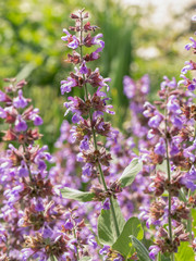 Obraz premium Sage, (Salvia Officinalis) , in organic garden. Medicinal herb, concept of healthy nutrition
