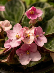Fototapeta na wymiar Close up African Violet or Saintpaulia. Mini Potted plant. Selective focus