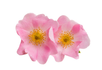 Obraz premium rose hip flower isolated