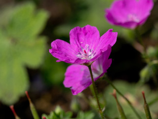Bloody Cranesbill - Geranium sanguineum Pink Garden Flower