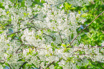Fototapeta premium close up of cherry in bloom