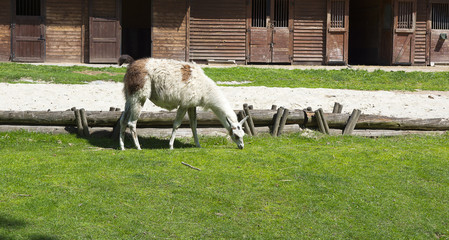 Zoo © Zbyszek Nowak