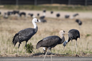 鹿児島、親子の出水の鶴