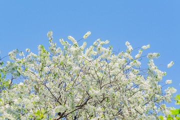 close up of cherry tree in bloom against blue sky