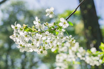 close up of cherry in bloom