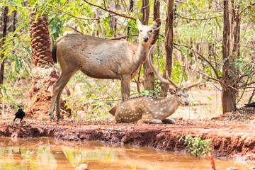 A couple of deer sambar at zoo resting under tree near a very small water reservoir.