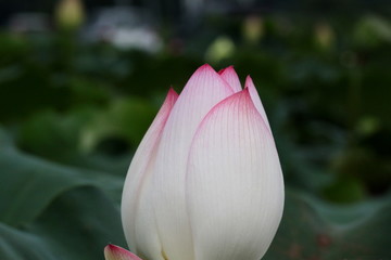 蓮の花のつぼみ