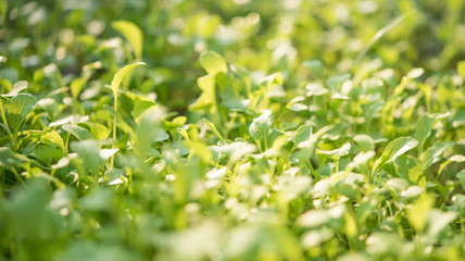 Obraz na płótnie Canvas Closeup of small saplings in garden , Agriculture and Seeding Plant , Group of green sprouts growing out from soil