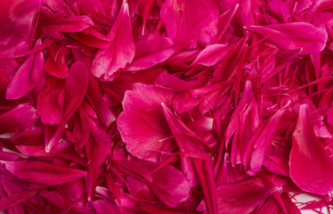 red peony petals isolated