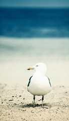 Möwe am Strand als Nahaufnahme, vertikal