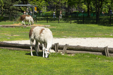 Zoo © Zbyszek Nowak