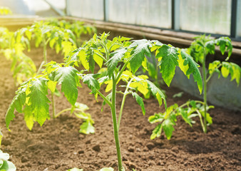 Young tomato plants in greenhouse.