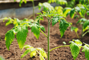 Young tomato plants in greenhouse.