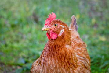 Portrait of  chicken close-up. Breeding chickens for meat_
