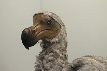 Dodo © Sylvia