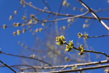 barely bloomed in spring leaflets and inflorescences of maple tree closeup on a light blurred background
