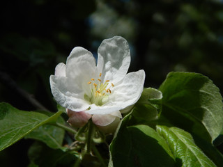Flower Apple God`s Creation