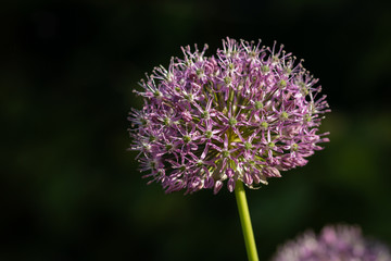 Wild Onion (Allium Vienale)