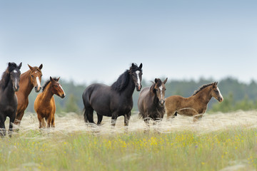 Fototapeta na wymiar Horse herd with cute foal grazing on pasture