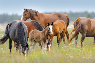 Naklejka na ściany i meble Horse herd with cute foal grazing on pasture