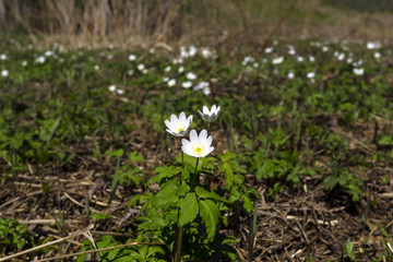 white flowers snowdrops on a sunny spring forest glade, taken from the ground level..