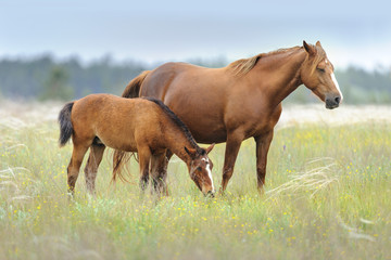 Mare with foal on spring pasture