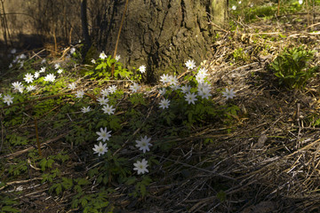 Fototapeta premium group of white flowers of the snowdrop Anemone uralensis in the spring forest near the roots of the old fir