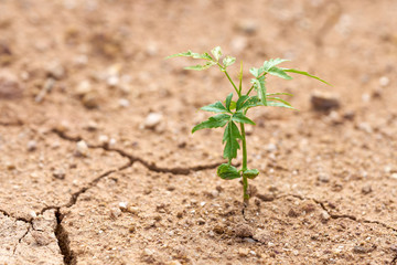 The plants grow on the dry ground. Plants try to live the next life. Environment is not conducive to growth. The idea of life is to live with the space available.