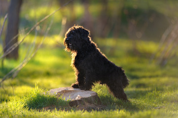 Black schnauzer dog  in park at sunset light