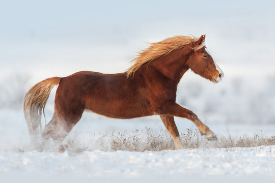 Red horse run gallop in snow