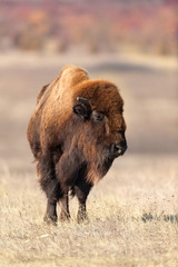 American bison on pasture