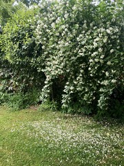 white flowers bush on green garden