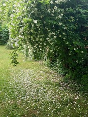 white flowers bush on green garden