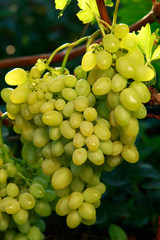 bunch of ripe grapes