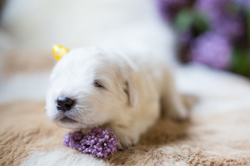 Close up portrait of white fluffy pup. Portrait of one week old maremma puppy lying with lilac flower on the cowhide.