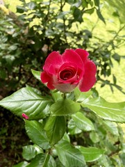red rose flower in green garden