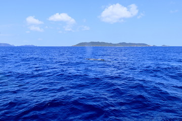 ブローする慶良間のザトウクジラ