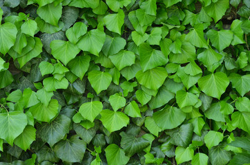 The background of green leaves, many bright medium-sized leaves