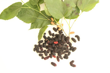 Blackberry, fruit, São Paulo, Brazil