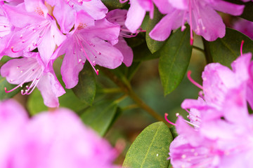 Pink Azaleas flowers background.