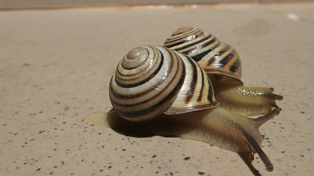 Two snails moving