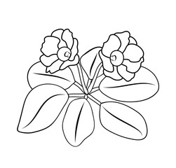 Vector illustration, isolated gloxinia flower in black and white colors, outline hand painted drawing