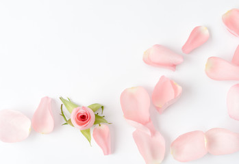 Obraz na płótnie Canvas pink petal